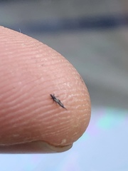 Klambothrips myopori