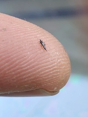 Klambothrips myopori