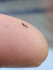 Klambothrips myopori