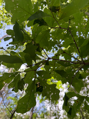 Quercus austrina, photograph (c) sblumen, some rights reserved (CC BY)