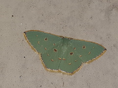 Comostola meritaria