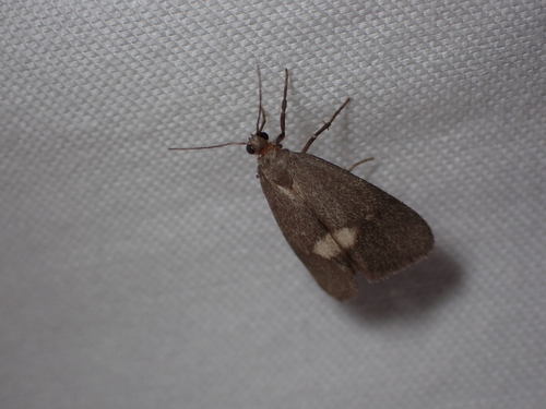 Cisthene liberomacula photo 5