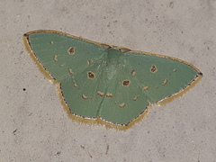Comostola meritaria