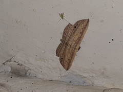 Hyposada hydrocampata