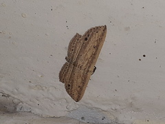 Hyposada hydrocampata