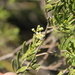 Mortonia greggii - Photo 由 Carlos G Velazco-Macias 所上傳的 (c) Carlos G Velazco-Macias，保留部份權利CC BY-NC