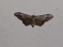 Idaea violacea