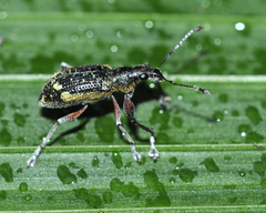 Galapaganus howdenae