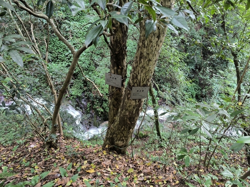 Litsea coreana sinensis