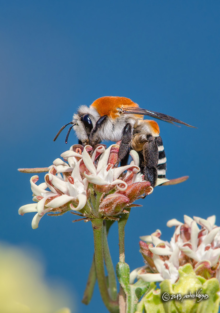 Caupolicana fulvicollis