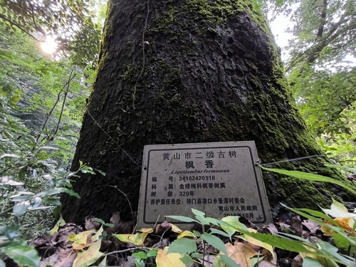 Chinese Sweetgum
