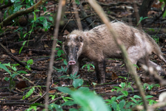 Hog Badger photo 3
