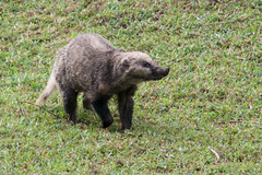 Hog Badger photo 5