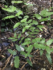 Alectryon excelsus excelsus