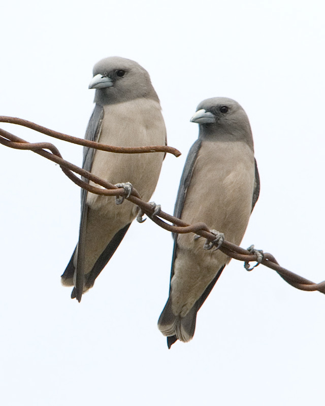 Ashy Woodswallow (Artamus fuscus) photo