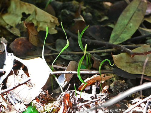Schizaea digitata iNat (3)
