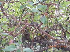 Peromyscus hylocetes