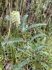 Astragalus pycnostachyus pycnostachyus
