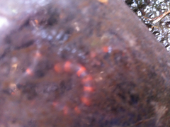 Geophis semidoliatus