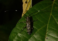Colobothea hirtipes