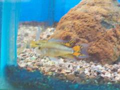 Apistogramma cacatuoides