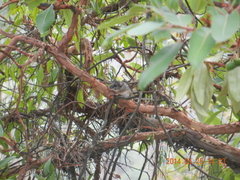 Peromyscus hylocetes