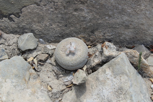 Epithelantha ilariae