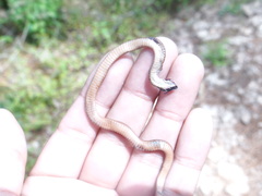 Storeria storerioides