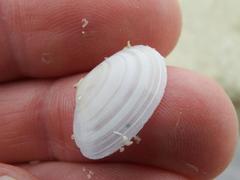 Tellinoidea