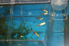 Aphyocharax rathbuni