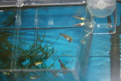 Aphyocharax rathbuni