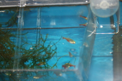 Aphyocharax rathbuni