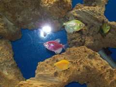 Gymnocorymbus ternetzi