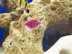 Gymnocorymbus ternetzi