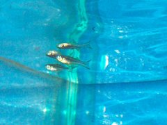 Pseudomugil furcatus