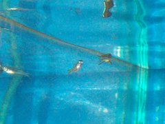 Pseudomugil furcatus