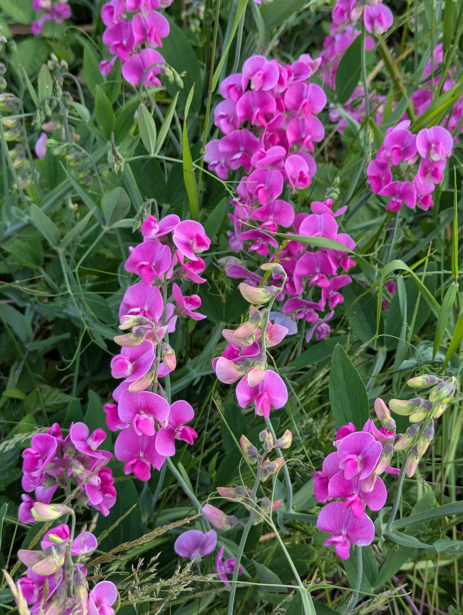 Lathyrus latifolius