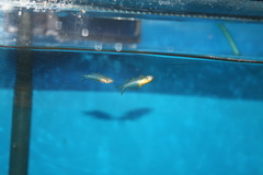 Pseudomugil furcatus
