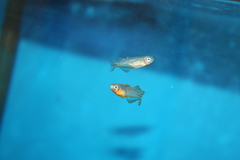 Pseudomugil furcatus