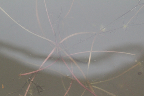 Sagittaria subulata, photograph 5