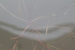(c) Samuel A Schmid, PhD, PWS, some rights reserved (CC BY) Sagittaria subulata, photograph (c) Samuel A Schmid, PhD, PWS, some rights reserved (CC BY)
