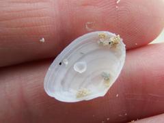 Tellinoidea