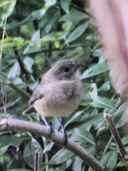 Vireo huttoni