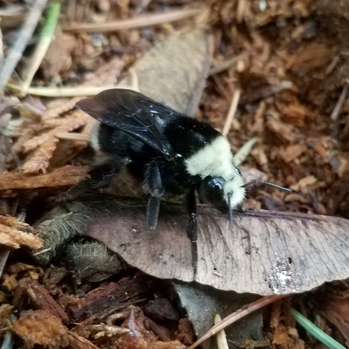 Yellow-faced Bumble Bee photographed in Washington