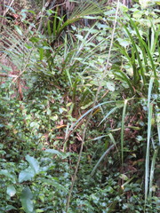 Freycinetia banksii