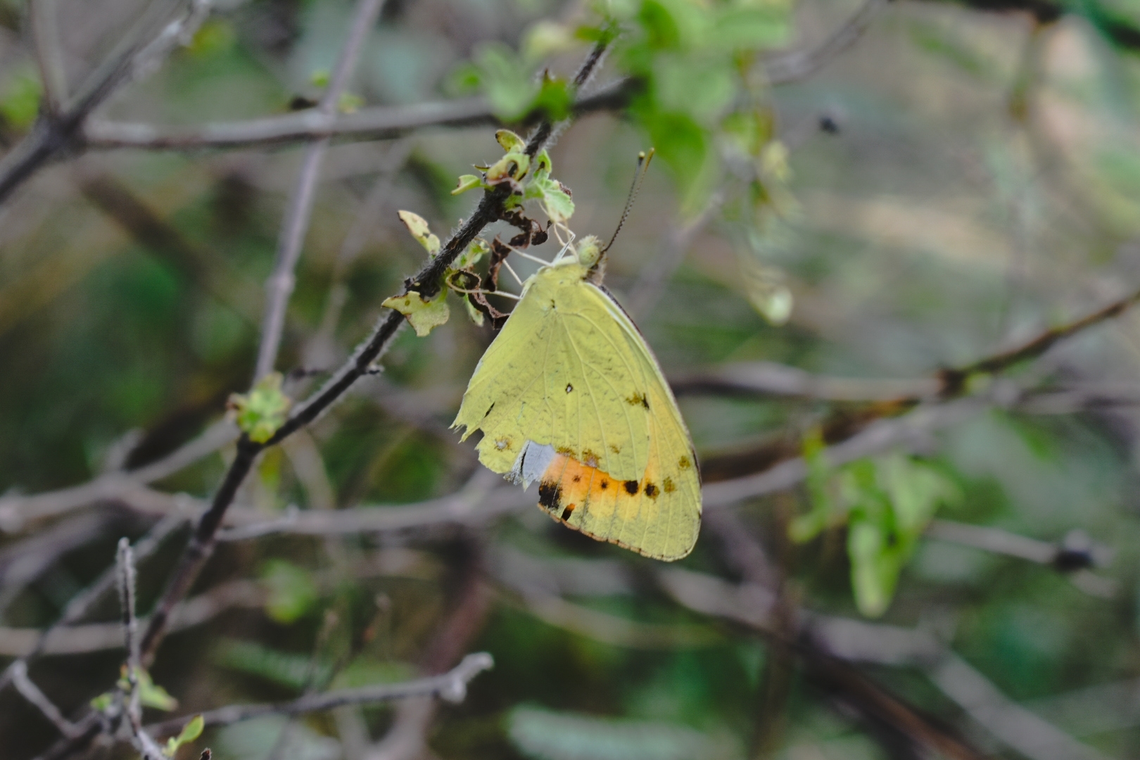 White Orange-Tip