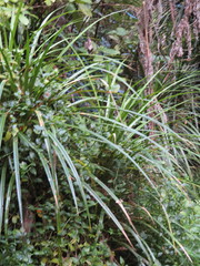 Freycinetia banksii