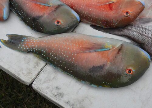 Venus tuskfish (Choerodon venustus) — Labridae — 5