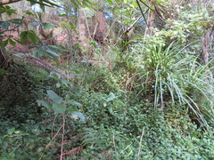 Freycinetia banksii