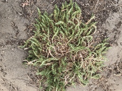 Cardionema ramosissimum